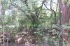 RDA Lot 59 Forest